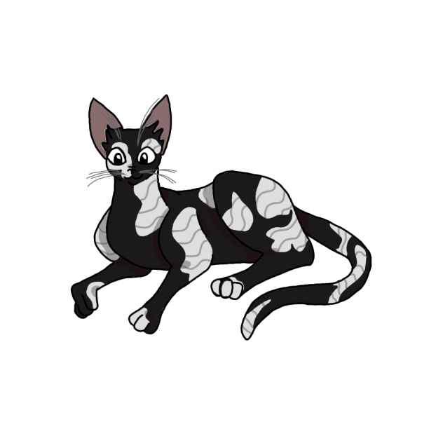 Gato