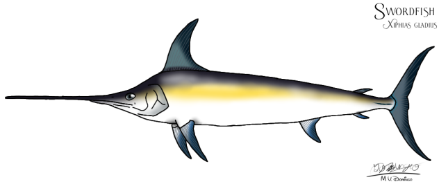 Swordfish