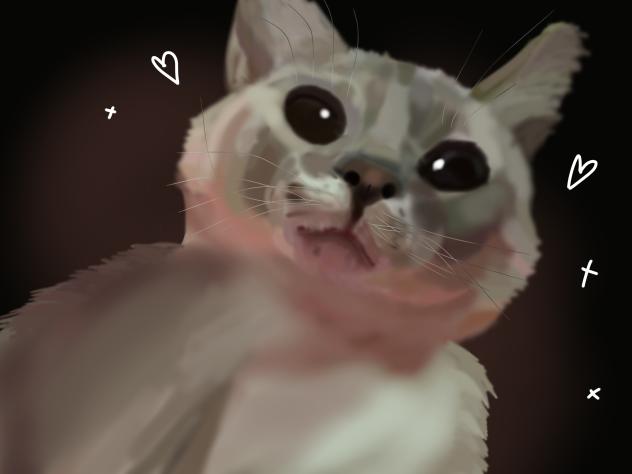 My cat