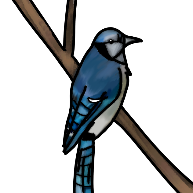 Studying bird anatomy (colored)
