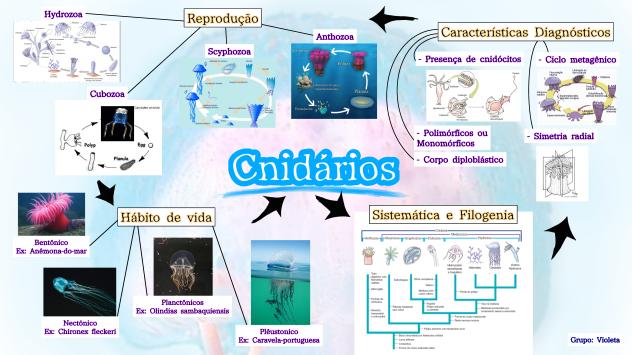 Mapa Mental Cnidarios