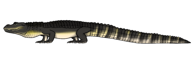 Alligator munensis render