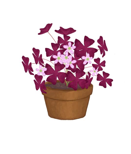 Oxalis Triangularis