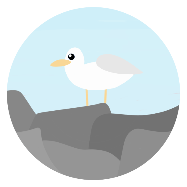 seagull on a rock