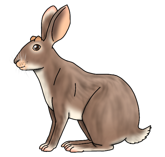Common Horned Hare female rd