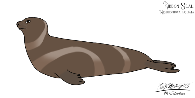 Ribbon Seal female