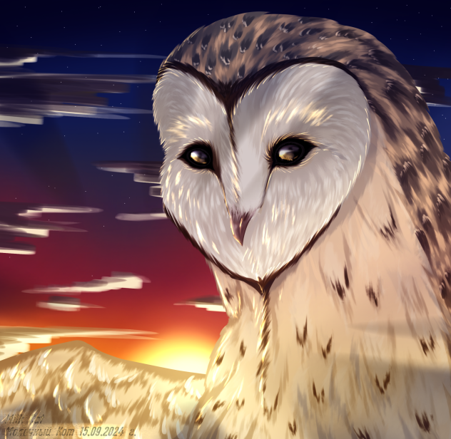 Barn Owl
