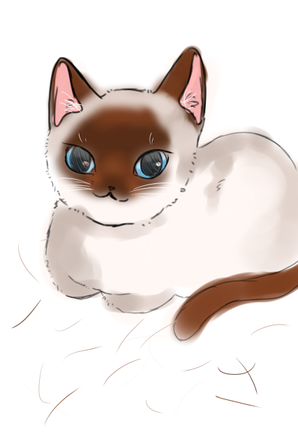 シャム猫