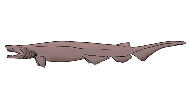 Frilled Shark2