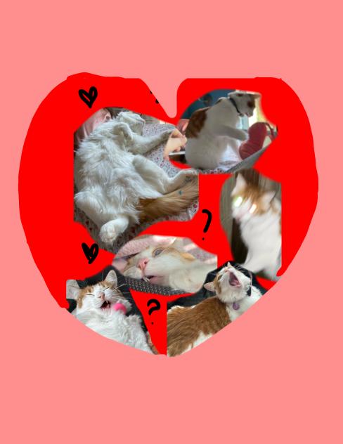 What is wrong with my cat