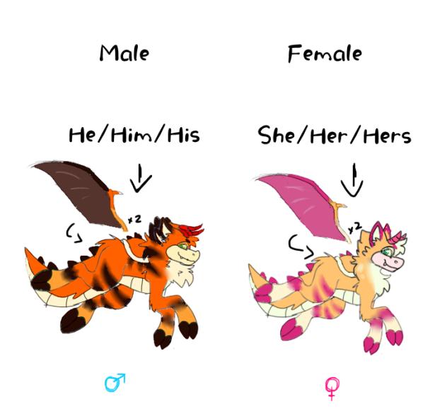 Tigrettes (Male and Female) 🐢🐉🐕❤️🧡