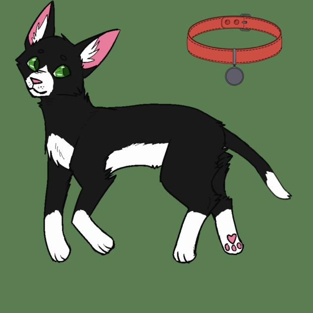 Tuxedo - Cat OC + Stuffy.
