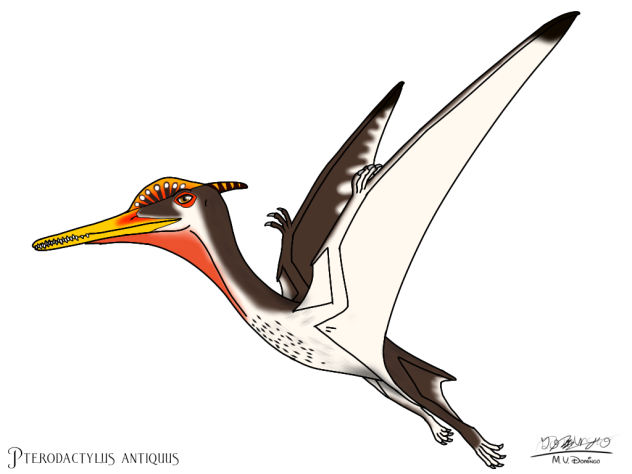 Pterodactylus antiquus