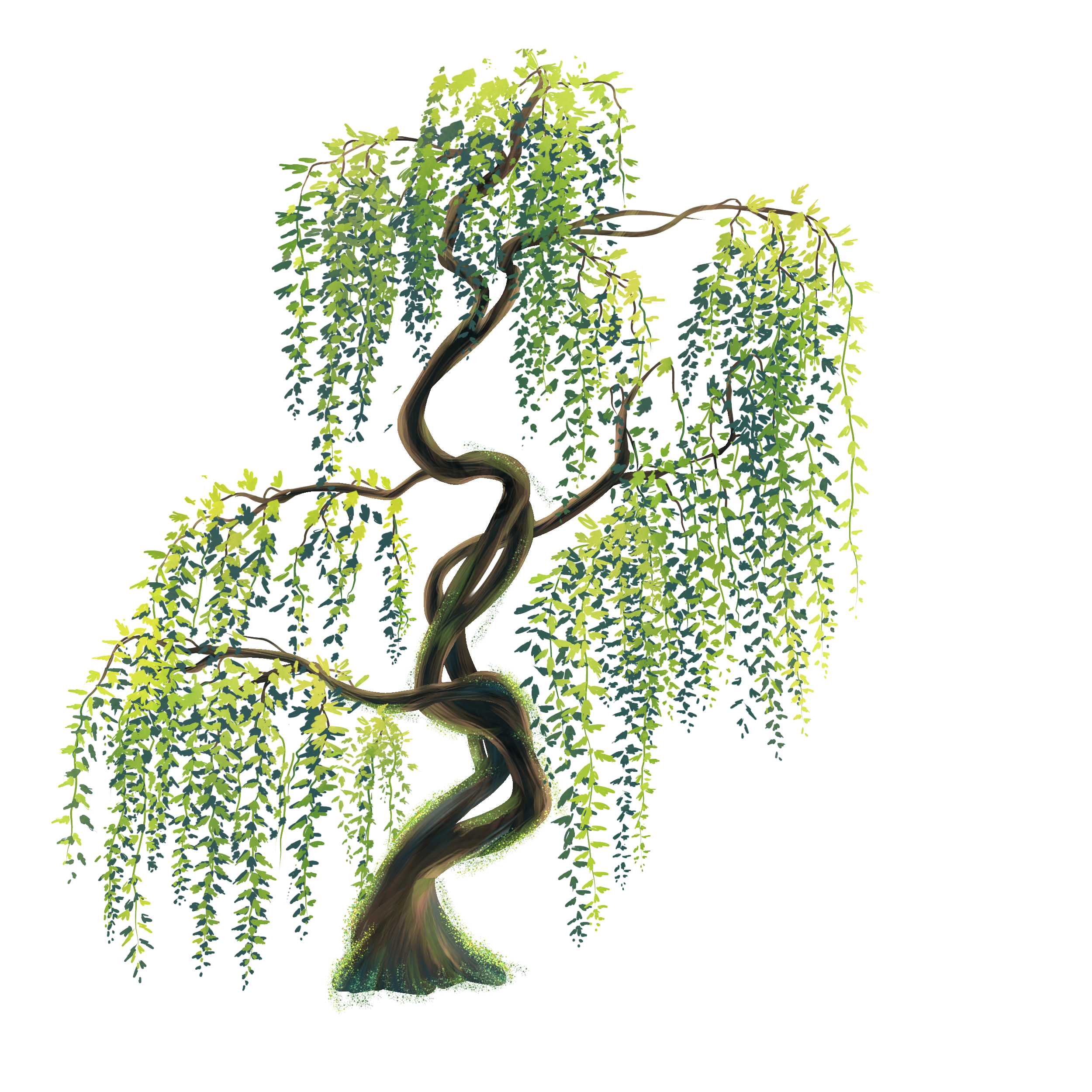 Willow tree. - ibisPaint