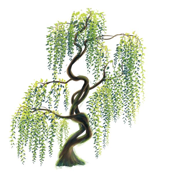 Willow tree. - ibisPaint