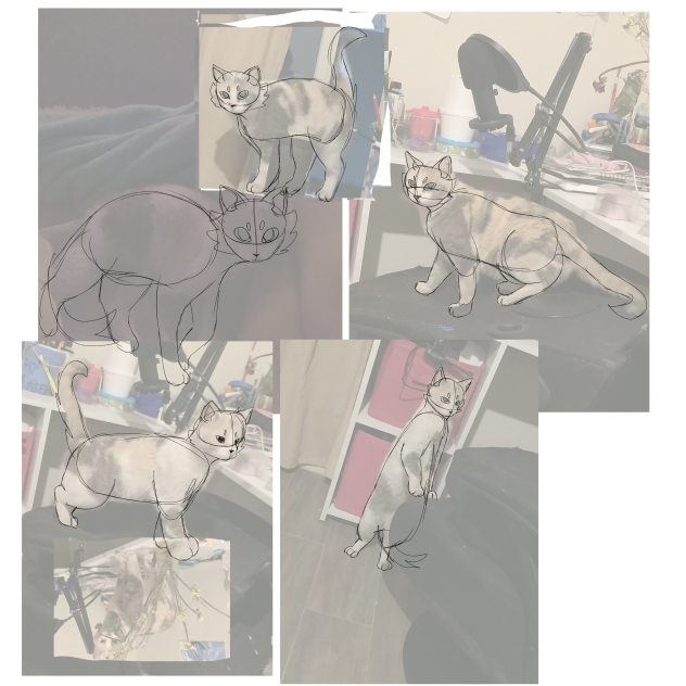 Practicing cat anatomy with my cat - ibisPaint