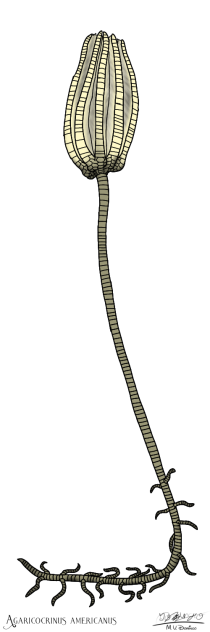 Agaricocrinus americanus