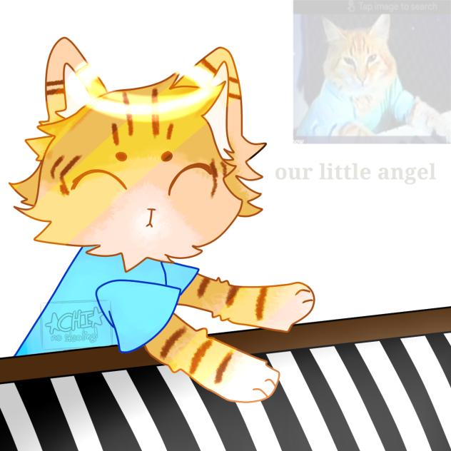 keyboard cat