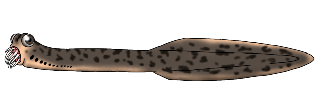 Panderodus unicostatus render