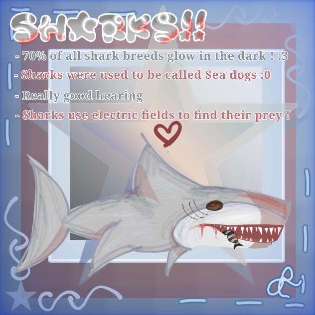 Shark info