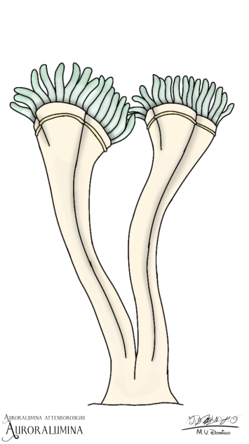Auroralumina attenboroughii