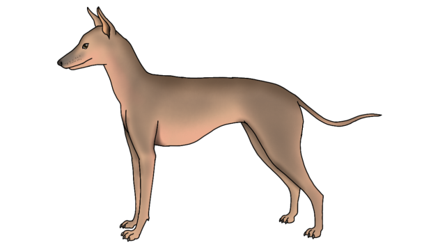 Mexican Hairless Dog render