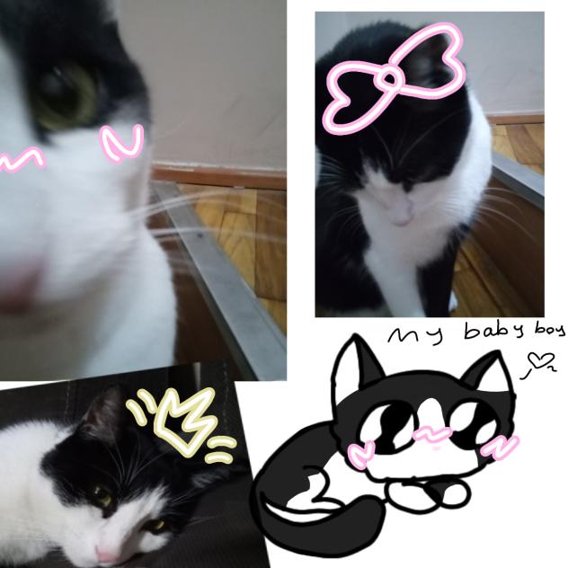 Moris