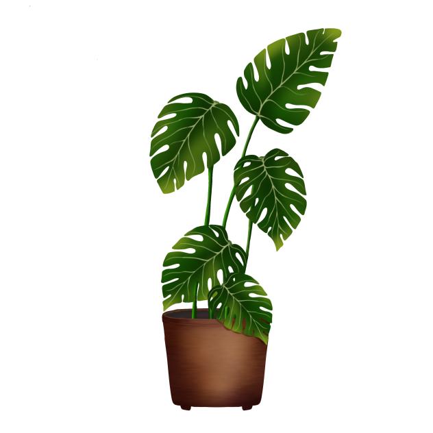 monstera