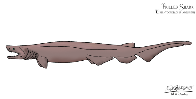 Frilled Shark