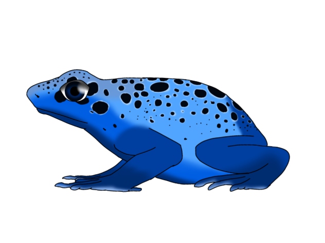 Blue Poison Dart Frog render