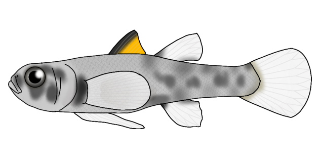 Dwarf Pygmy Goby render