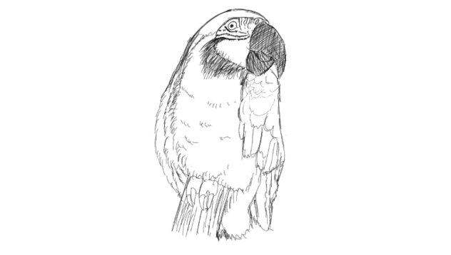 ルリコンゴウインコ