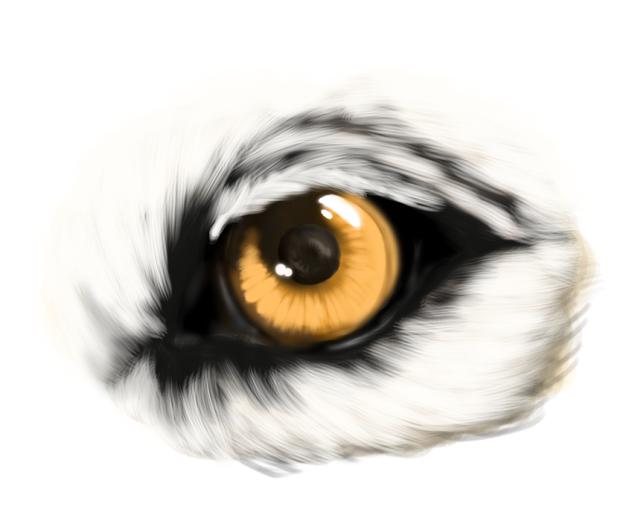 Wolf eye realism attempt