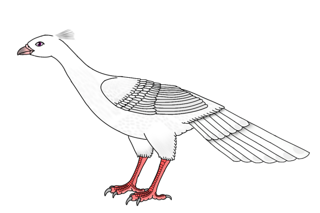 Great Peacock-Dove albino