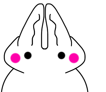 37回目に描いたうさぎ