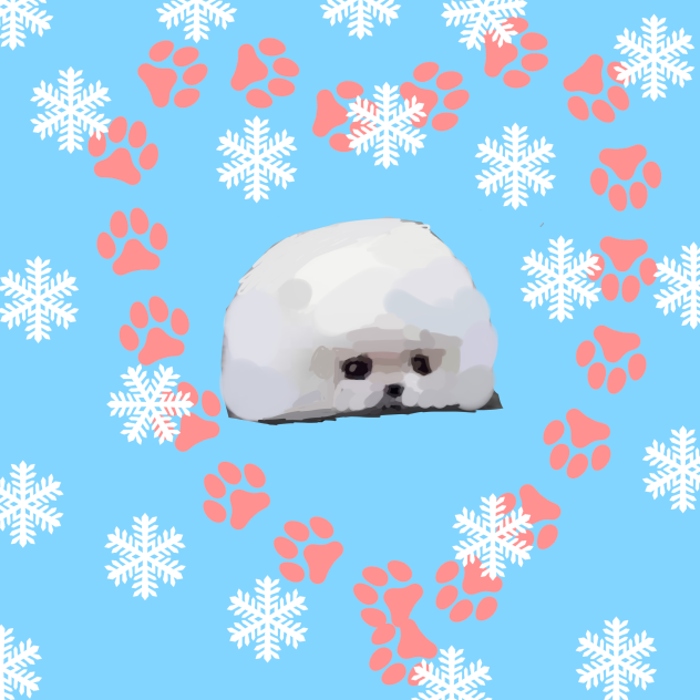 Cute pomeranian Snowball