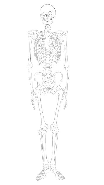 骨格トレス