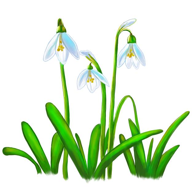 Snowdrop
