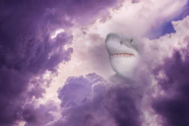 Shark