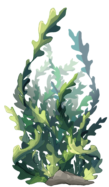 Seaweed
