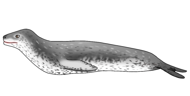 Leopard Seal2