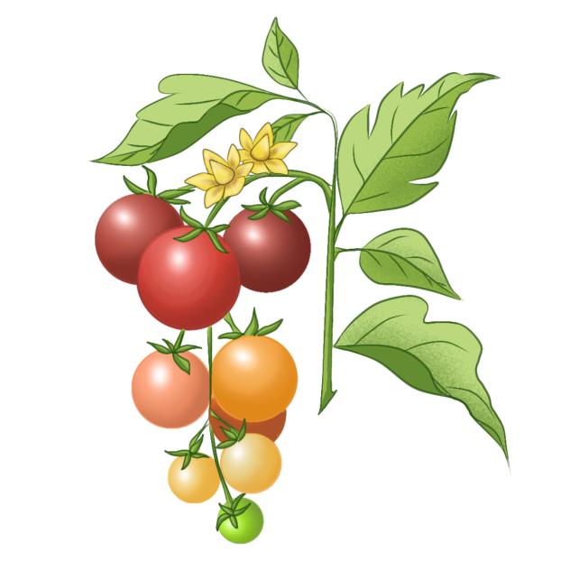 Plant Tomato 01