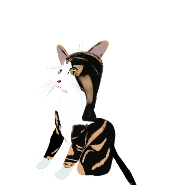 American Wirehair