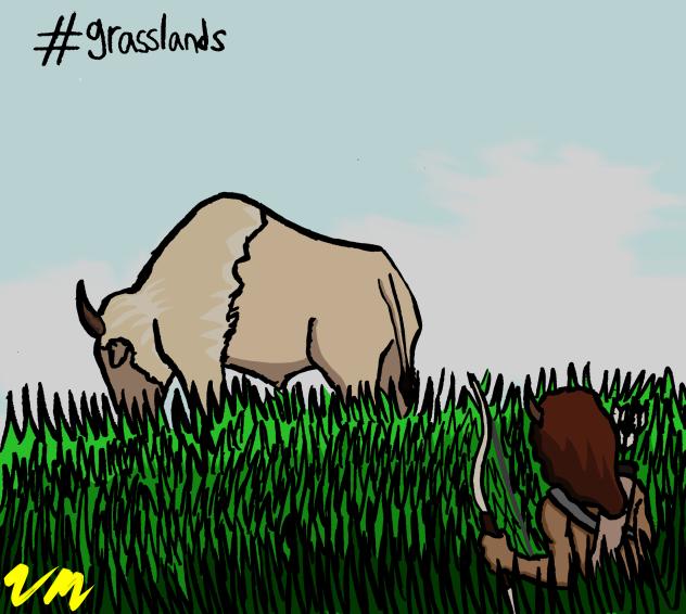 Grassland