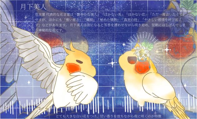 月下美人