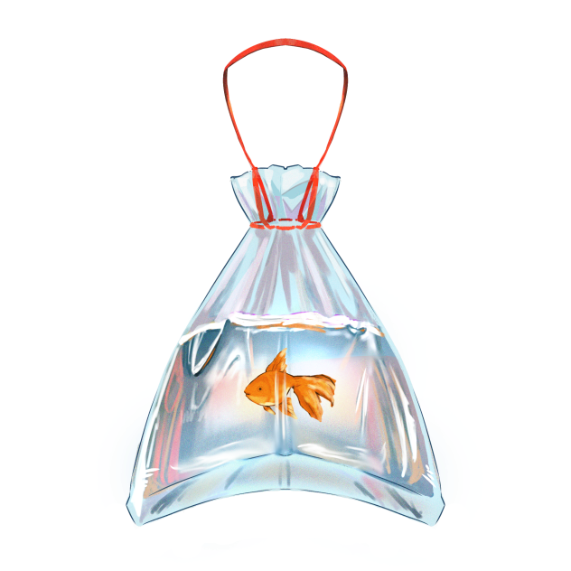 goldfish in plastic bag 1