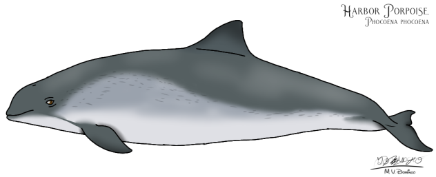Harbor Porpoise