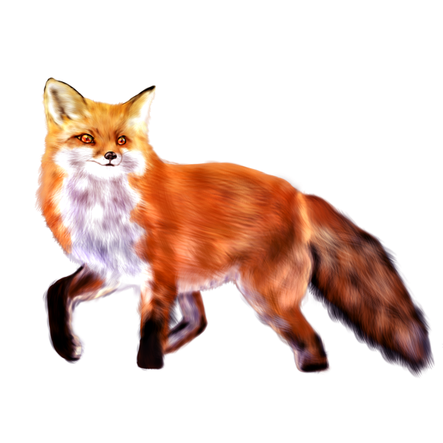 Fox 3rd version