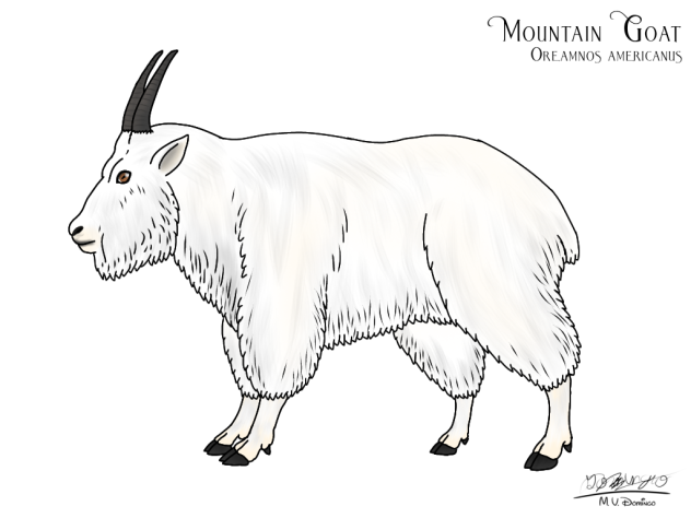 Mountain Goat