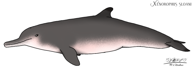 Xenorophus sloani